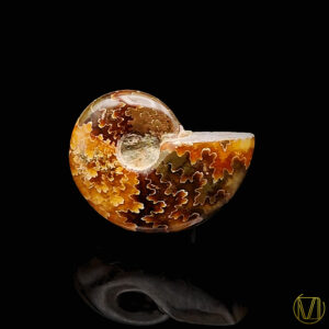 Ammonite fougère polie